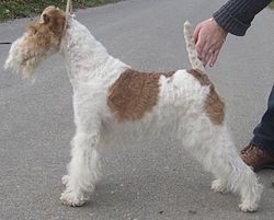 Foxteriér